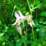 Aquilegia vulgaris Flower