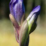 Gentiana sceptrum Λουλούδι