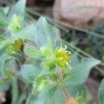 Acanthospermum hispidum Blüte