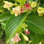 Weigela decora Kvet