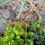 Ligusticum scothicum Fruit