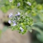 Linaria micrantha Flower