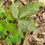 Toxicodendron radicans Ліст