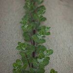 Vitex trifolia Blatt