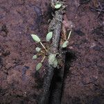 Garcinia macrophylla Frutto