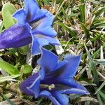 Gentiana acaulis പുഷ്പം