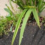 Tradescantia virginiana Blatt