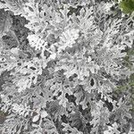 Jacobaea maritimaLeaf
