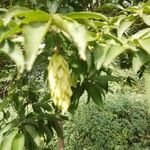 Carpinus japonica പുഷ്പം