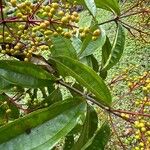 Miconia longifolia Лист