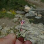 Epilobium collinum 花