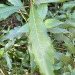 Hygrophila costata Blad