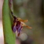 Acianthera decipiens Flor