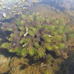 Myriophyllum quitense Συνήθη χαρακτηριστικά