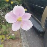 Anemone x hybrida Цветок