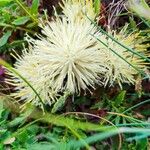 Centaurea acaulis Flor