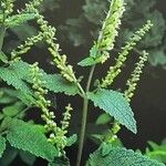 Teucrium scorodonia Buveinė