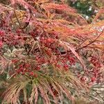 Acer palmatum ফুল