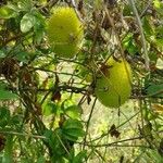 Cucumis dipsaceus Fruit