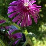 Delosperma cooperi Blüte