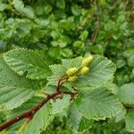 Alnus alnobetula Fruit