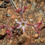 Chorizanthe fimbriata Flower