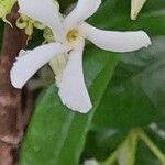 Trachelospermum jasminoides Цвят