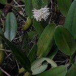 Bulbophyllum vaginatum 花