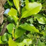 Euclea divinorum Leaf