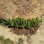 Polystichum lemmonii Habit