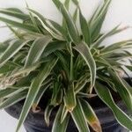 Chlorophytum comosumЛист