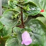 Gloxinia perennis Fleur