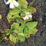 Pinguicula crystallina Leaf