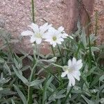 Cerastium tomentosum 花