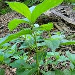 Achyranthes japonica Blatt