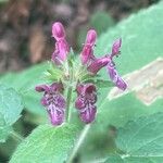 Stachys sylvatica Flor