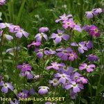 Malcolmia flexuosa Habitus