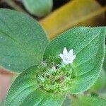 Richardia brasiliensis Flower