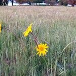 Wyethia angustifolia Flor