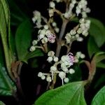 Miconia tonduzii Cvet