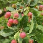 Malus toringo Frucht