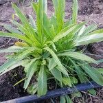 Eryngium foetidum Ліст