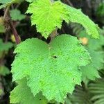 Rubus alceifolius Leaf