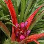 Aechmea recurvata Květ