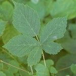 Rubus rhombicus Leaf