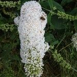 Buddleja albiflora Кветка