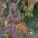 Acer tataricum Liść