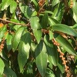 Croton gratissimus Leaf