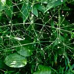 Alisma subcordatum Yeri