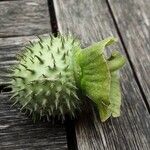 Datura innoxia Meyve